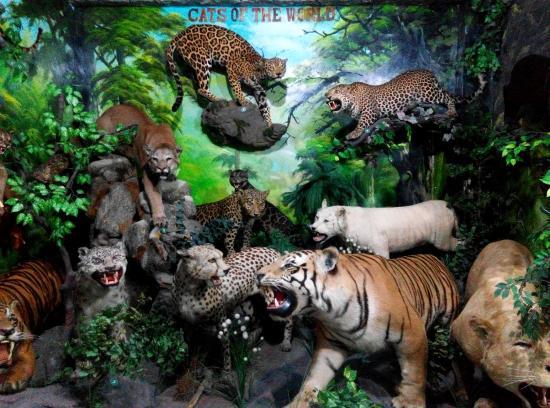 Rahmat International Wildlife Museum & Gallery